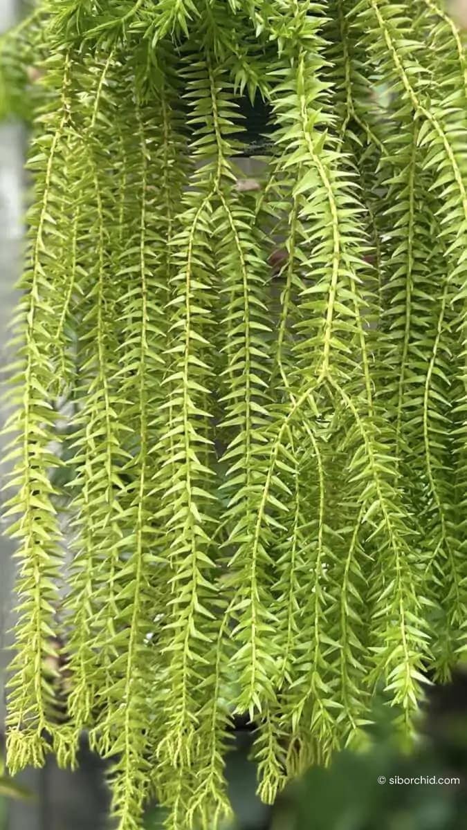 Lycopodium squarrosum - Image 3