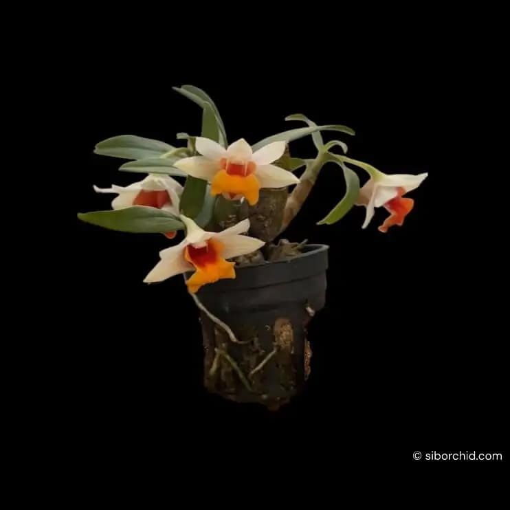 Dendrobium bellatulum