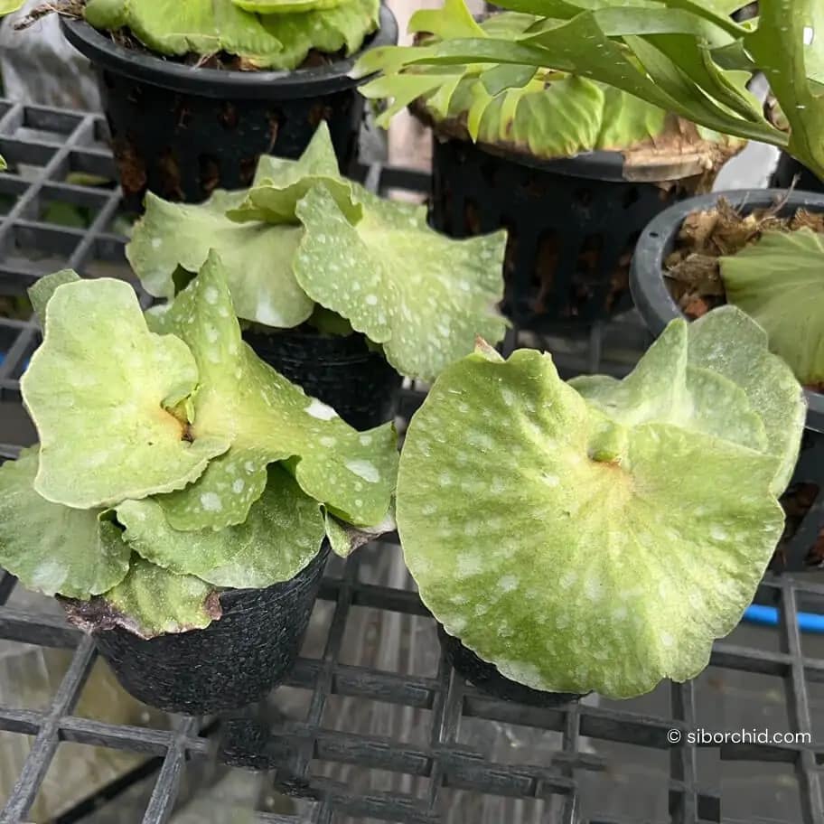 Platycerium Dowboy