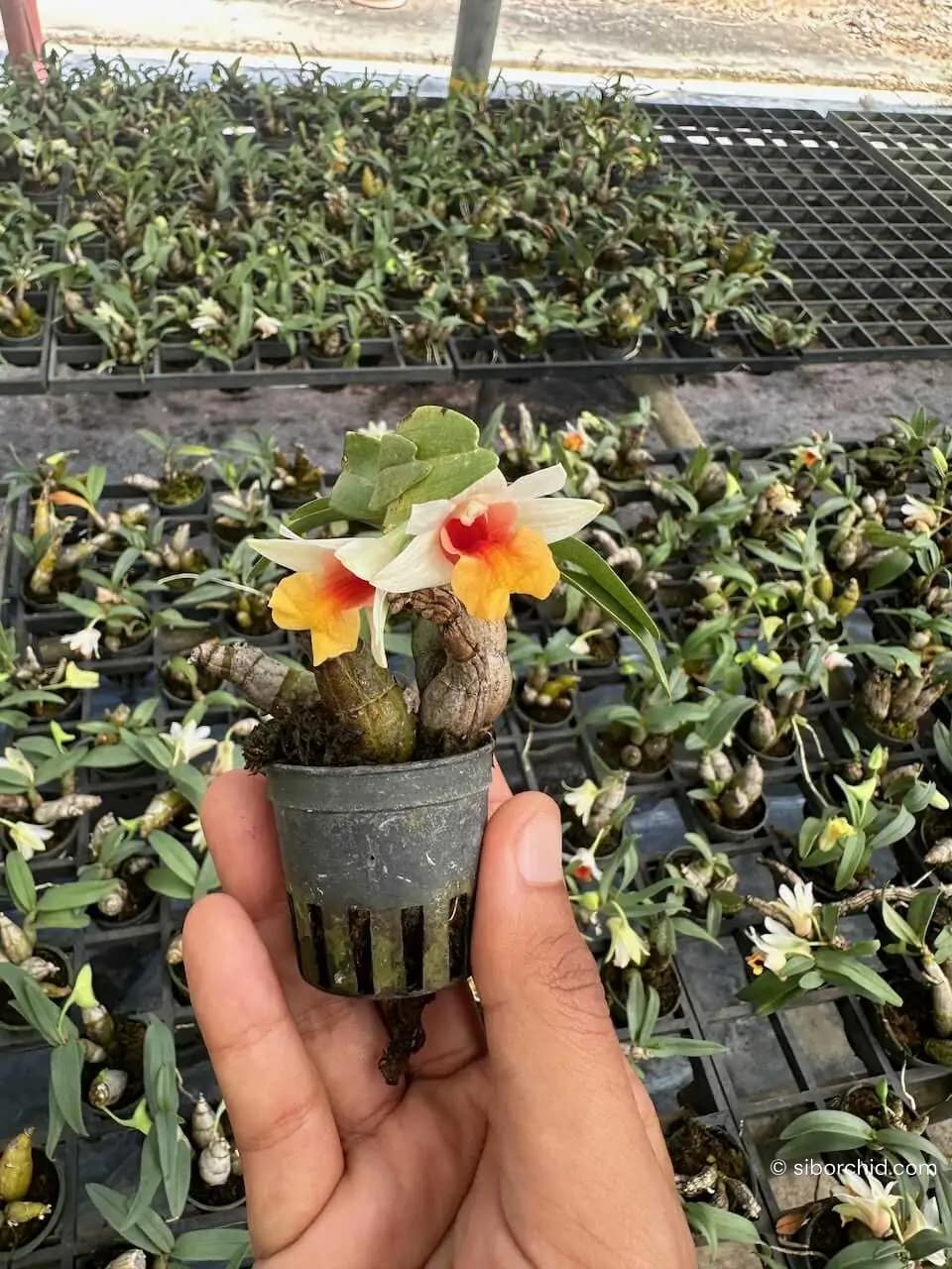 Dendrobium bellatulum