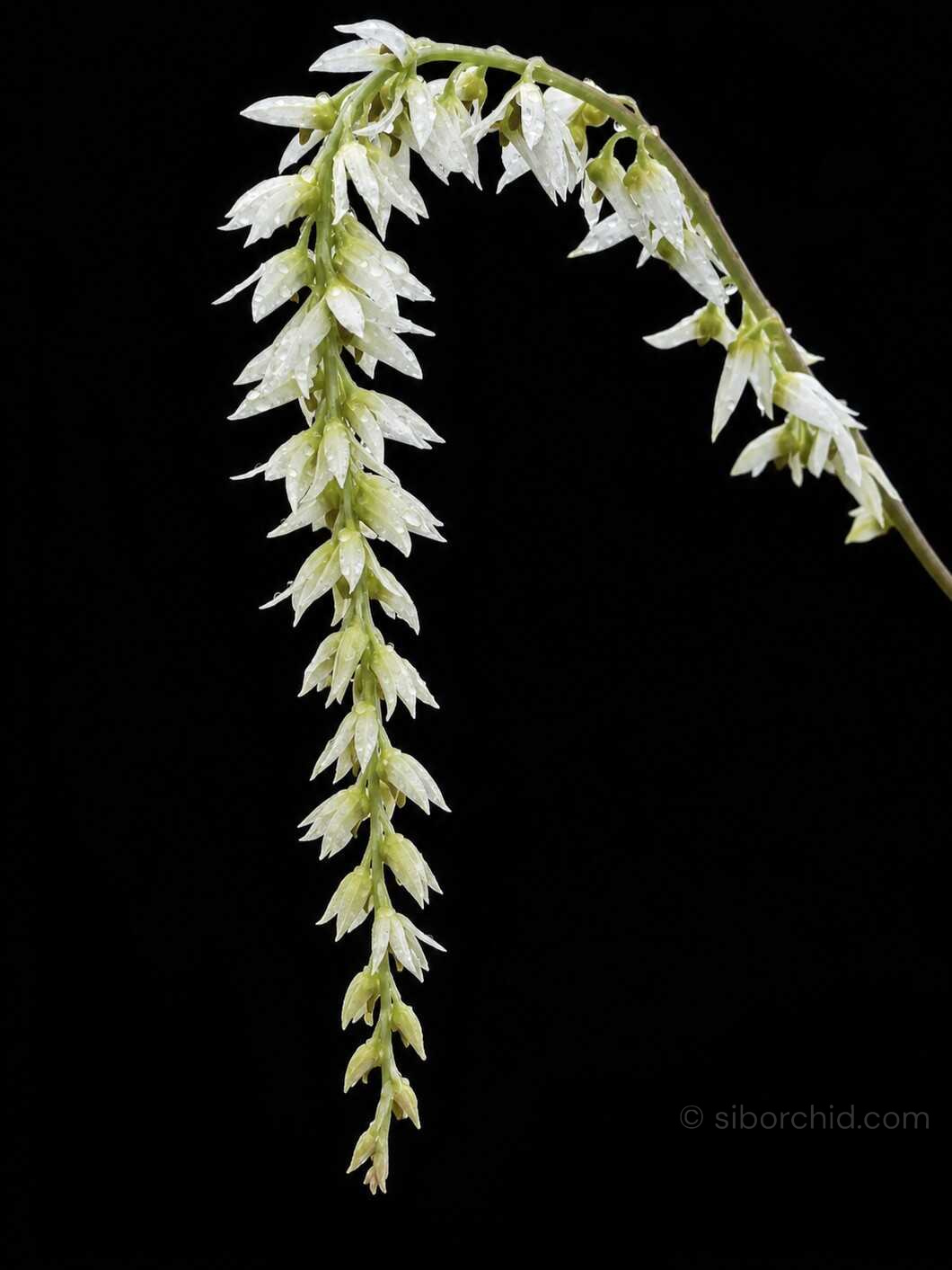 Bulbophyllum hirtum (Blooming Size) - Bulbophyllum hirtum,