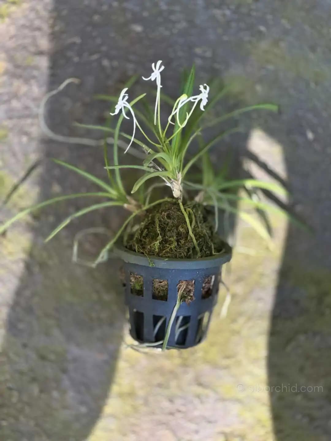 Vanda falcata (Neofinetia falcata) – Small Size - Image 5