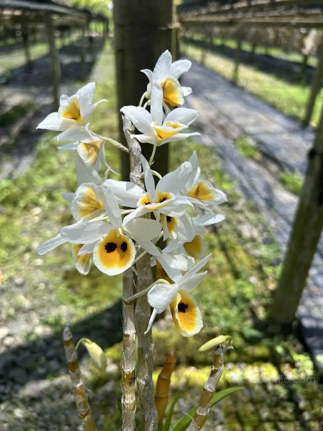 Dendrobium bensoniae (Blooming Size) - Dendrobium bensoniae