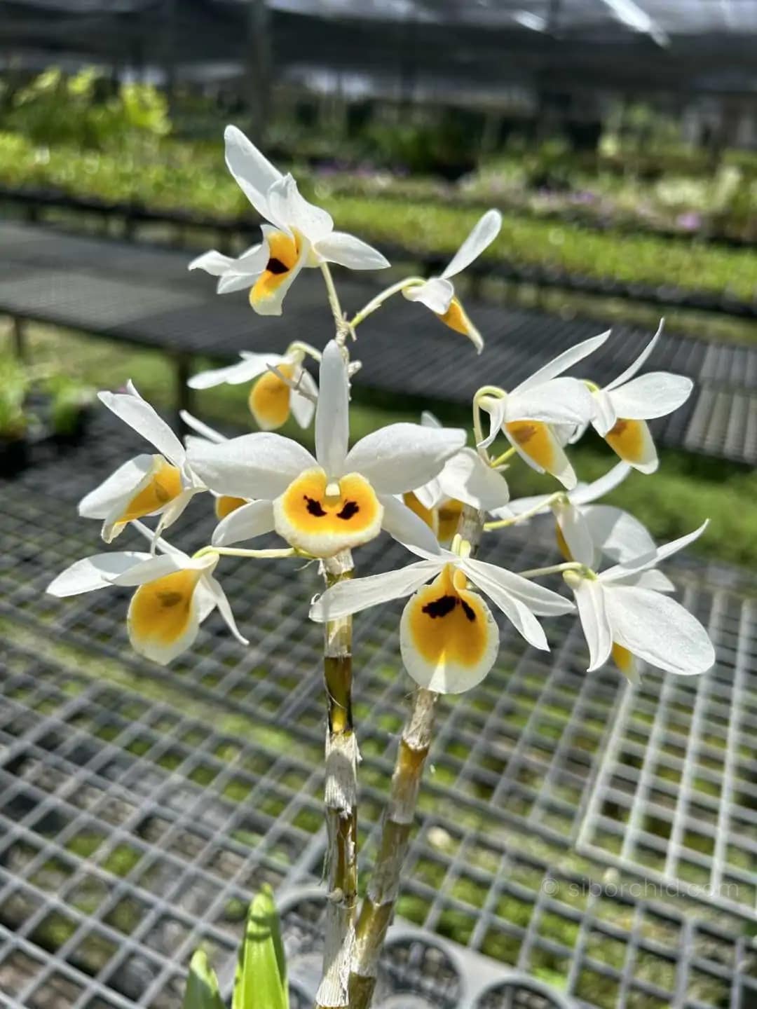 Dendrobium bensoniae (Blooming Size) - dendrobium bensoniae