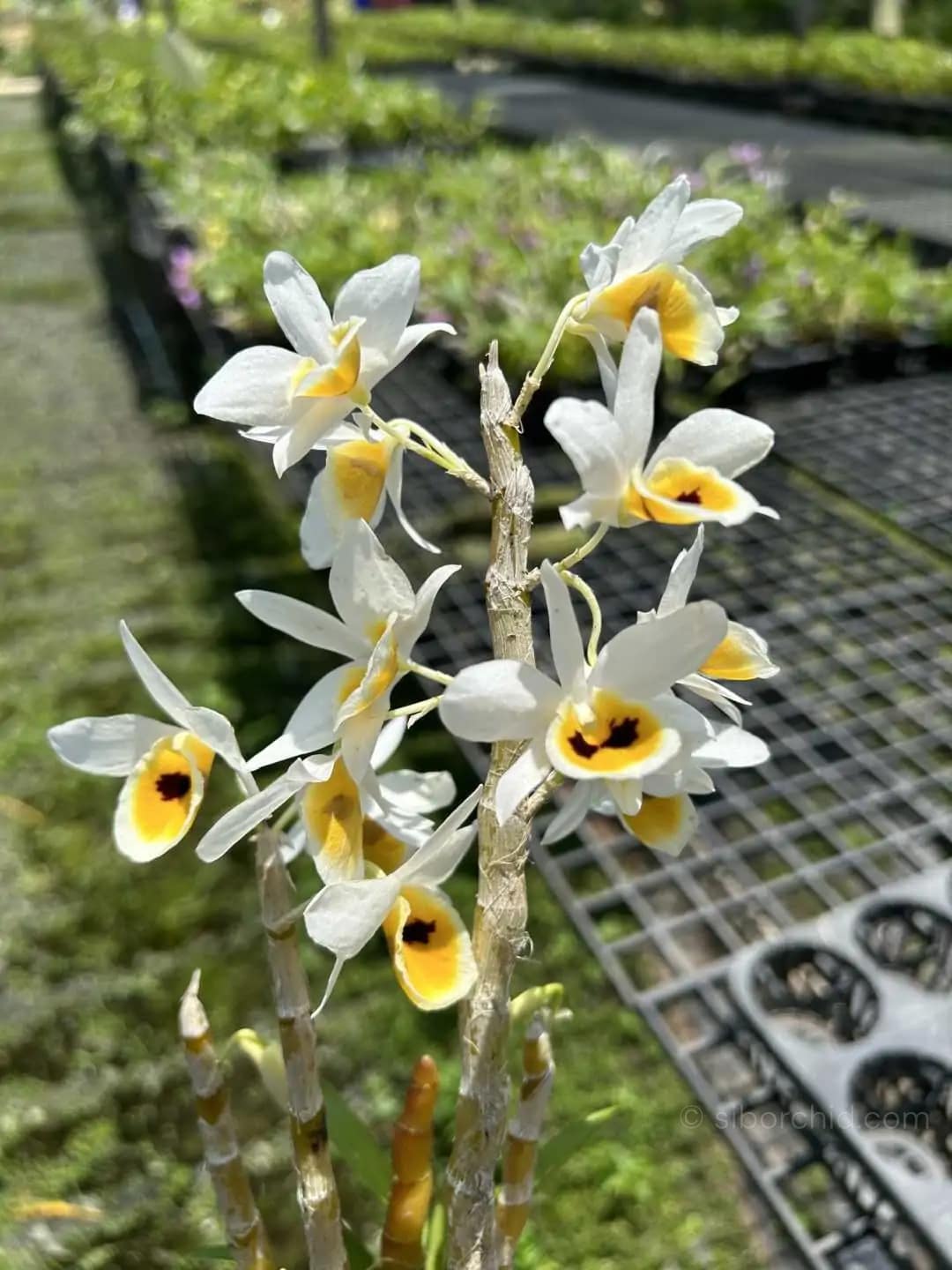 Dendrobium bensoniae (Blooming Size) - Dendrobium bensoniae (Blooming Size) - Image 2