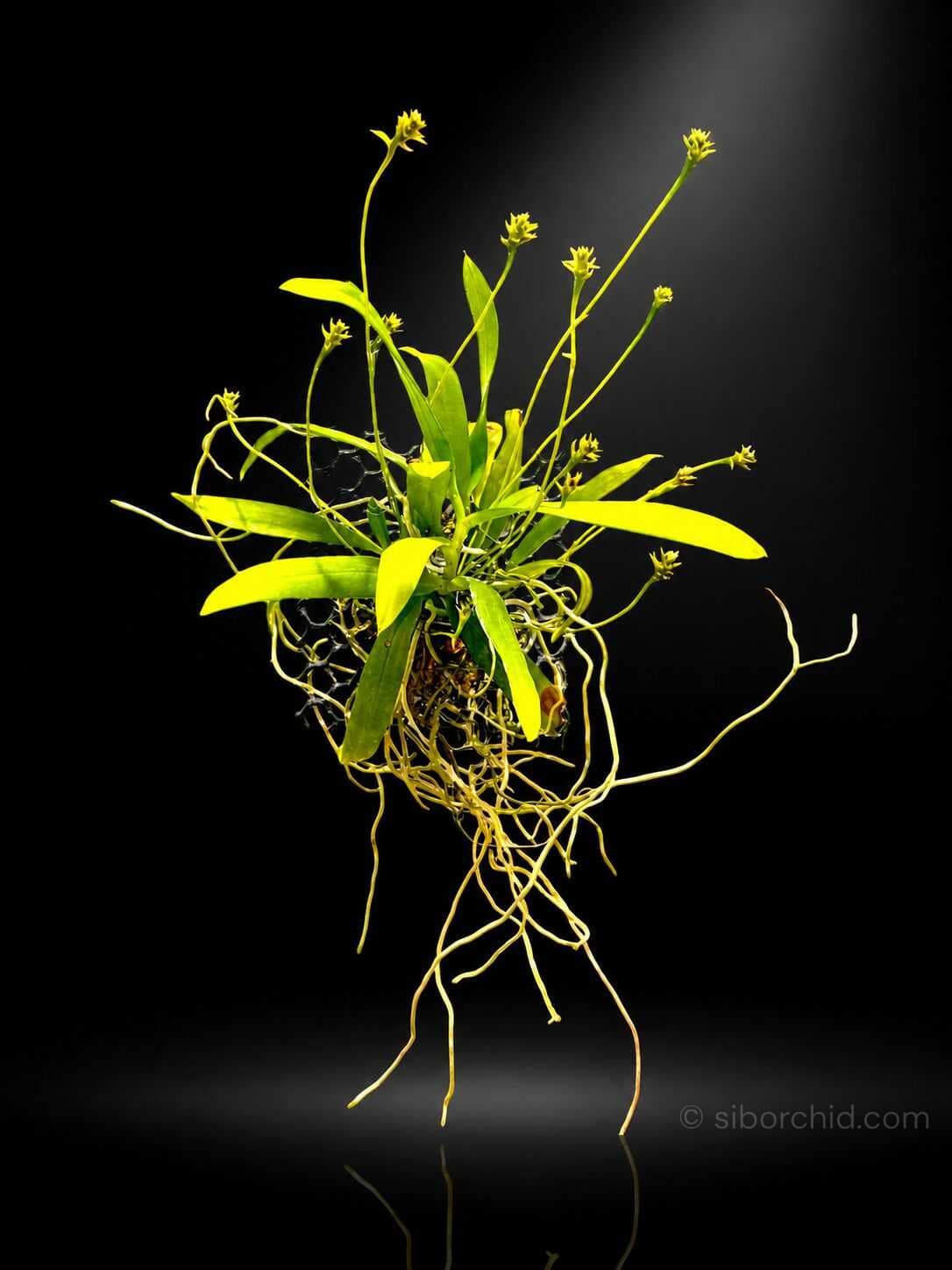 Thrixspermum hystrix - Thrixspermum hystrix - Image 2