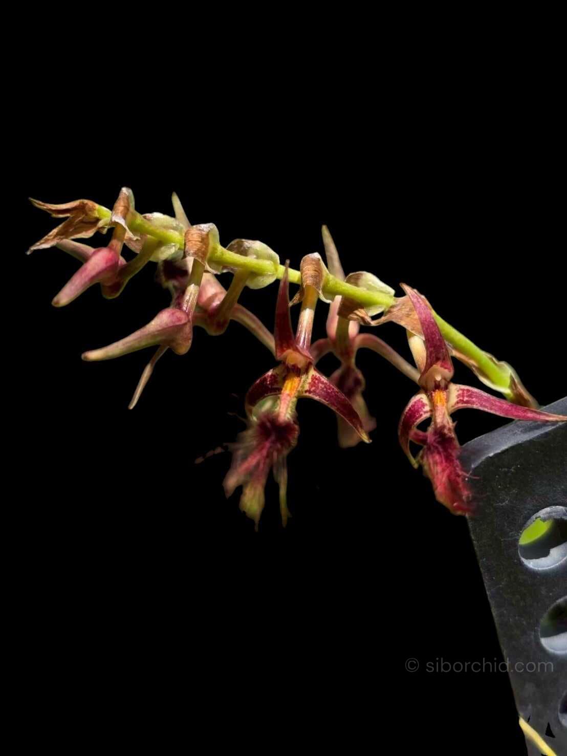 Bulbophyllum barbigerum