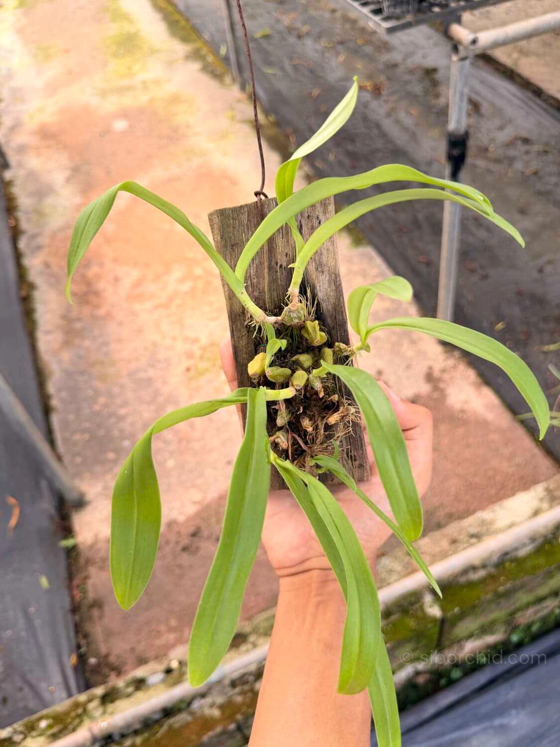 Bulbophyllum hirtum,