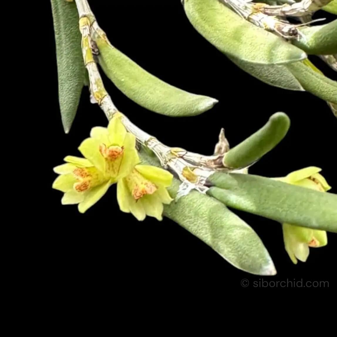 Dendrobium rigida - Dendrobium rigida