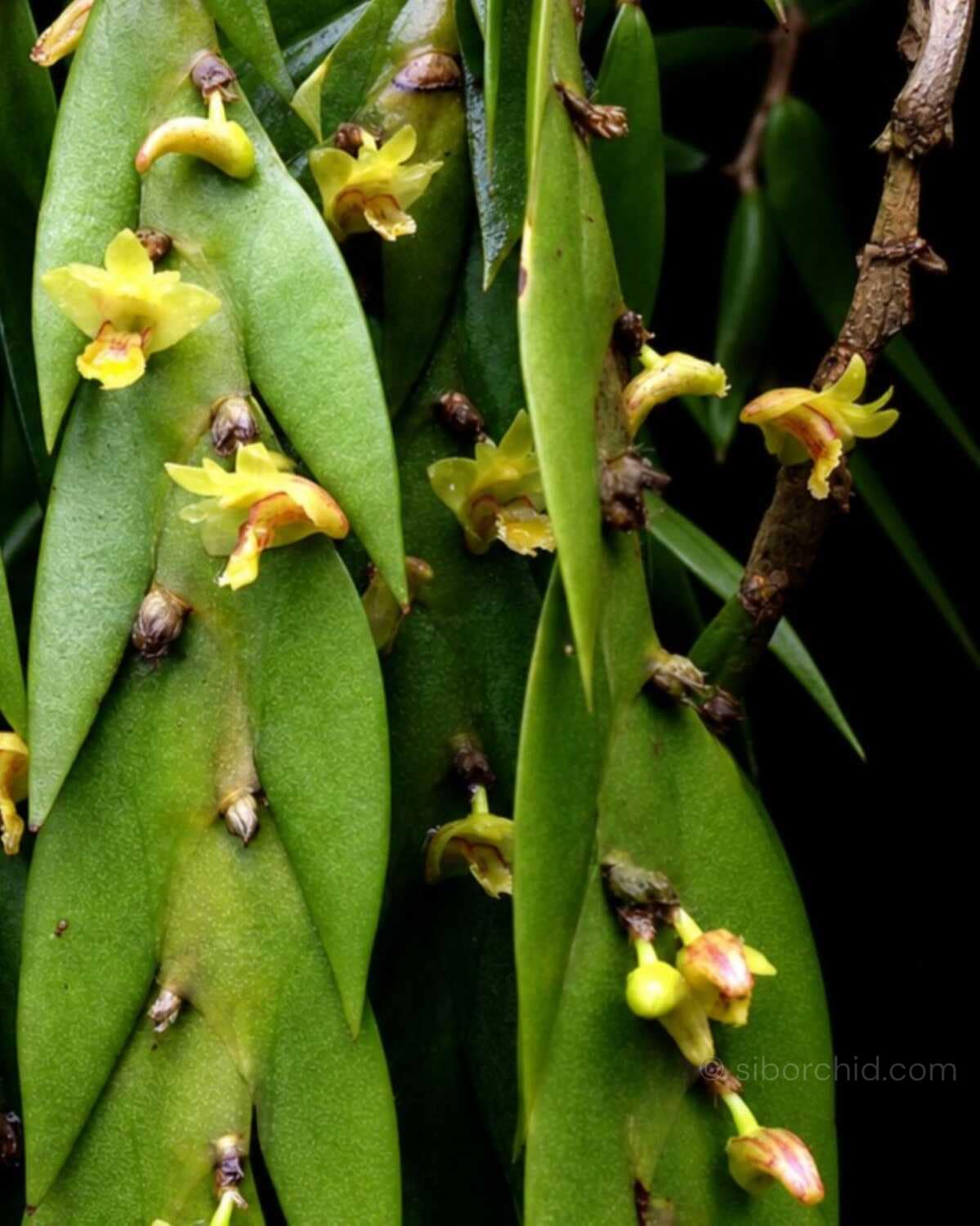 Dendrobium keithii - Dendrobium keithii