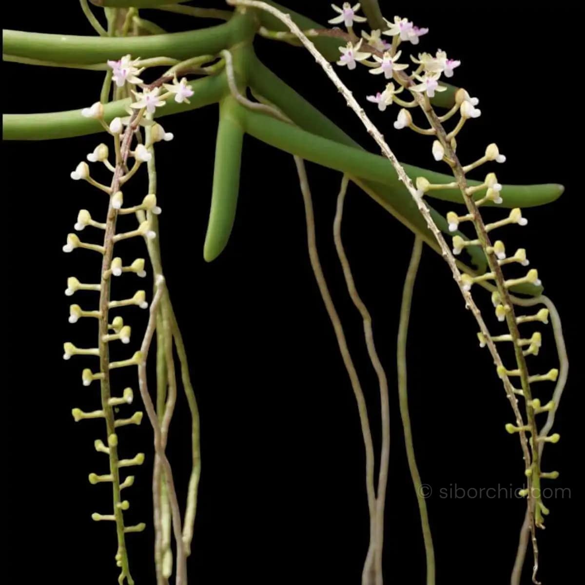 Cleisostoma arietinum