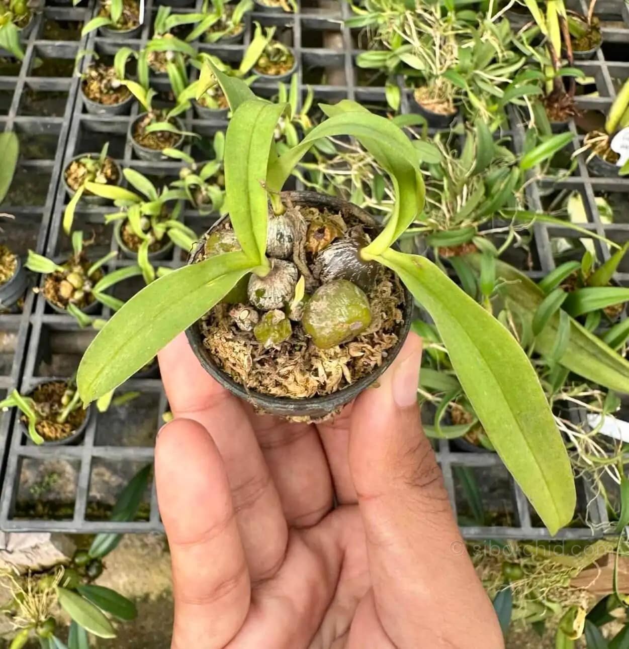 Bulbophyllum tripaleum - Bulbophyllum tripaleum