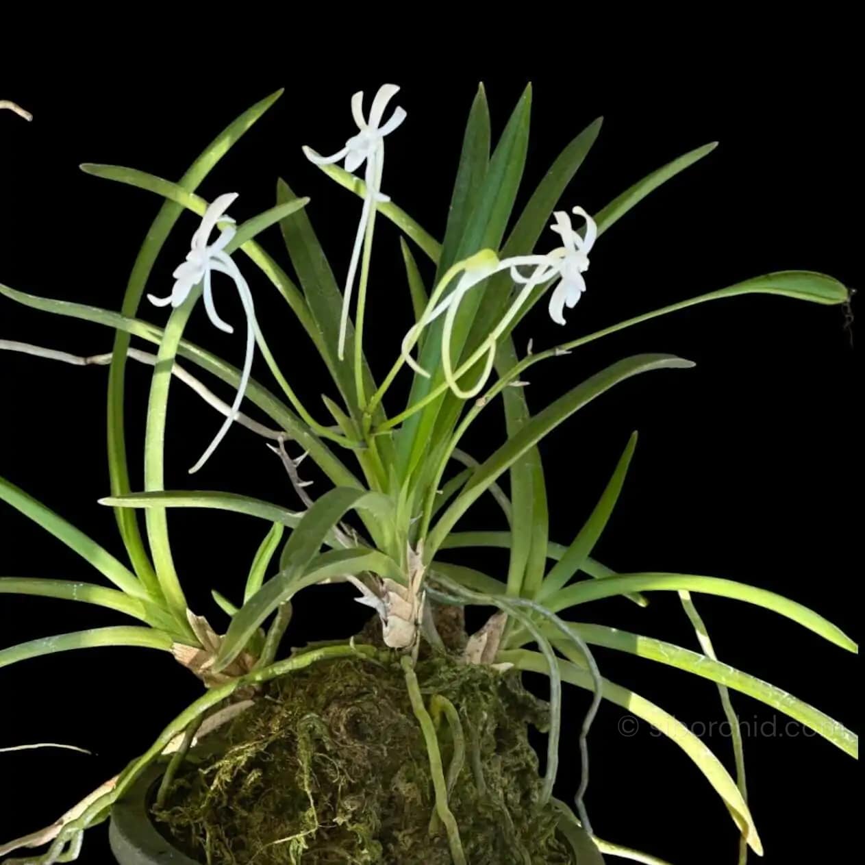 Vanda falcata (Neofinetia falcata) – Small Size