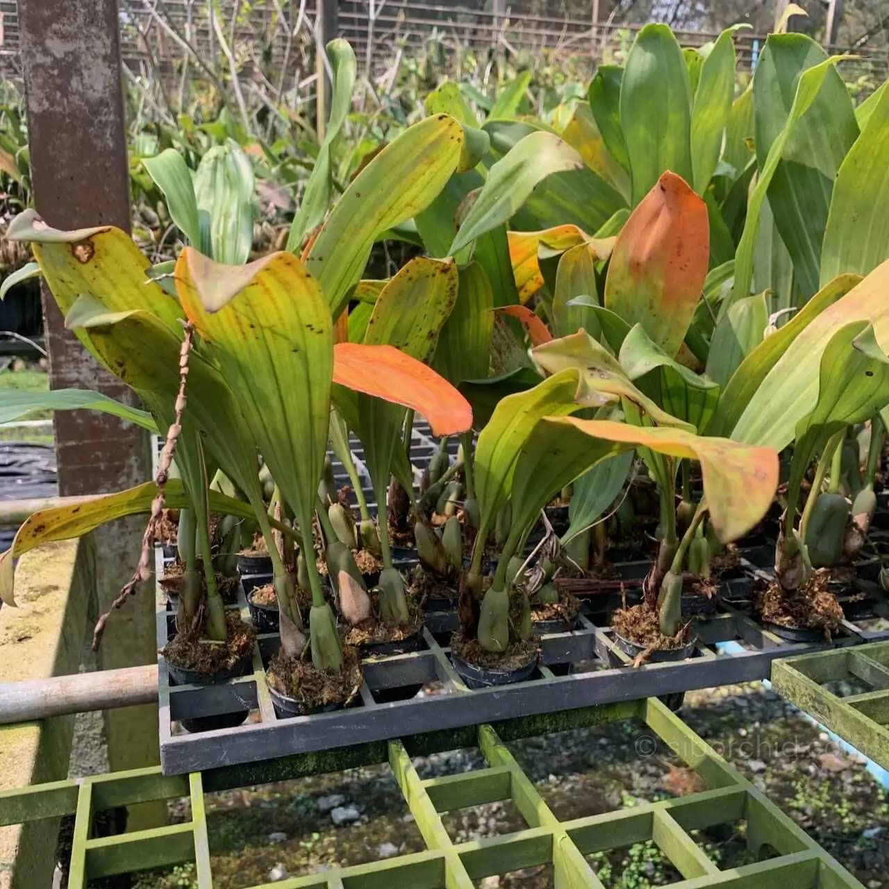 Pholidota imbricata (Necklace Orchid) - Pholidota imbricata