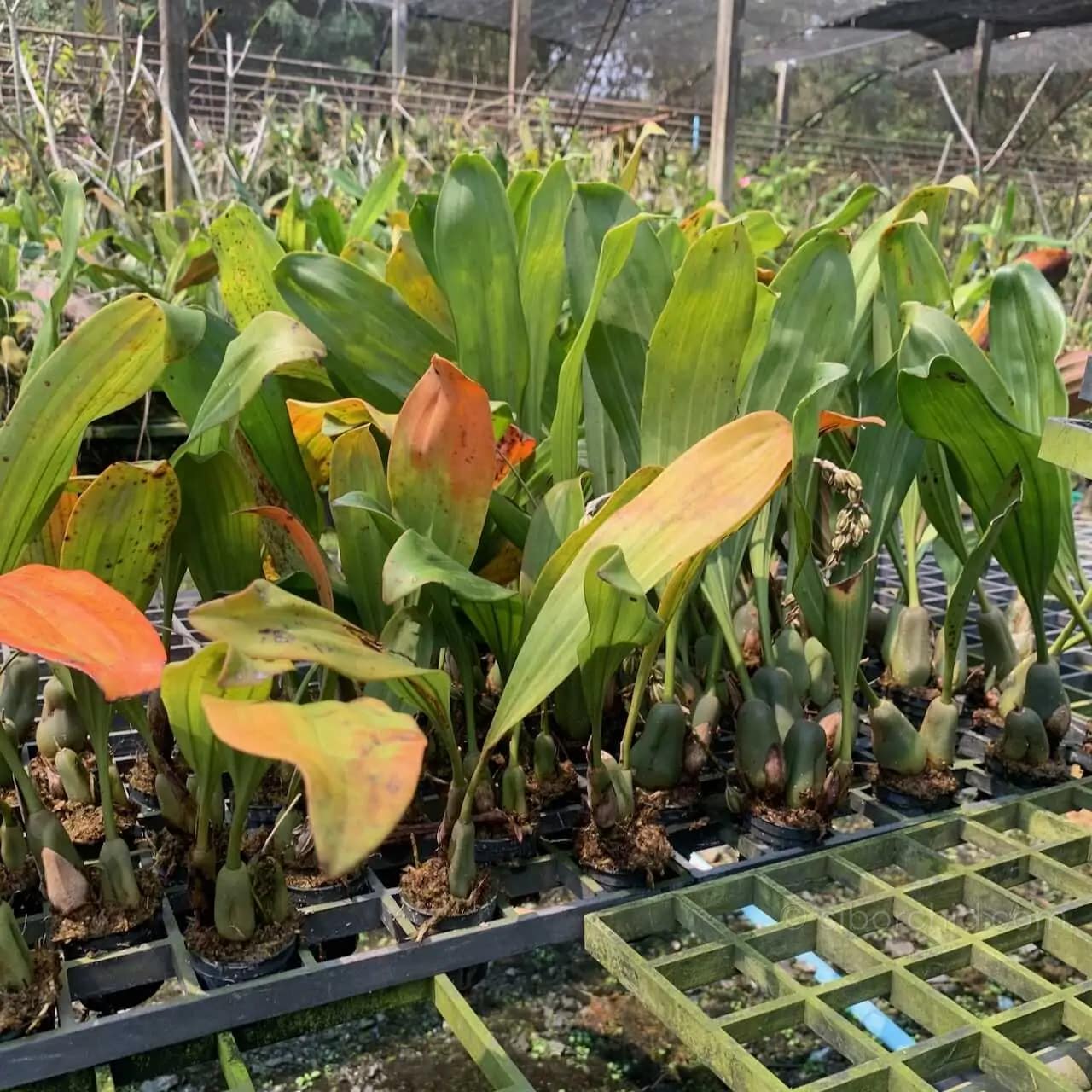 Pholidota imbricata (Necklace Orchid) - Pholidota imbricata
