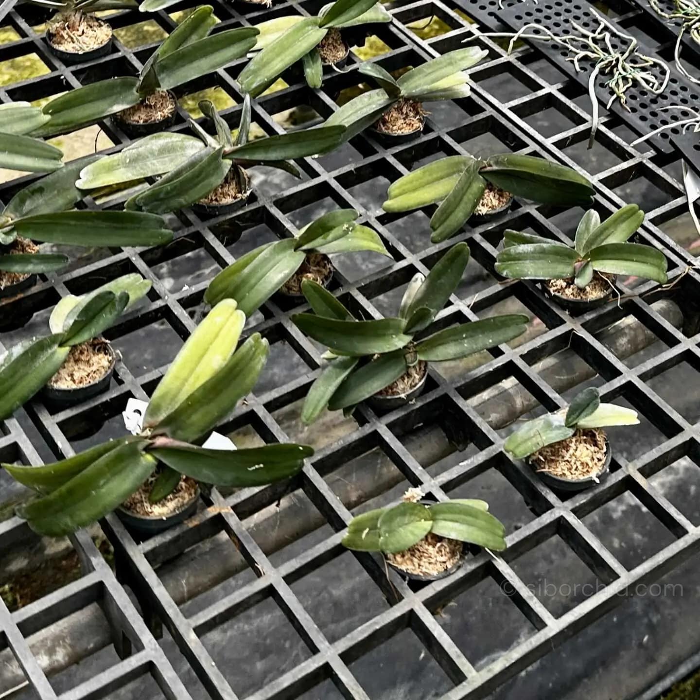 Stereochilus pachyphyllus - Stereochilus pachyphyllus - Image 3
