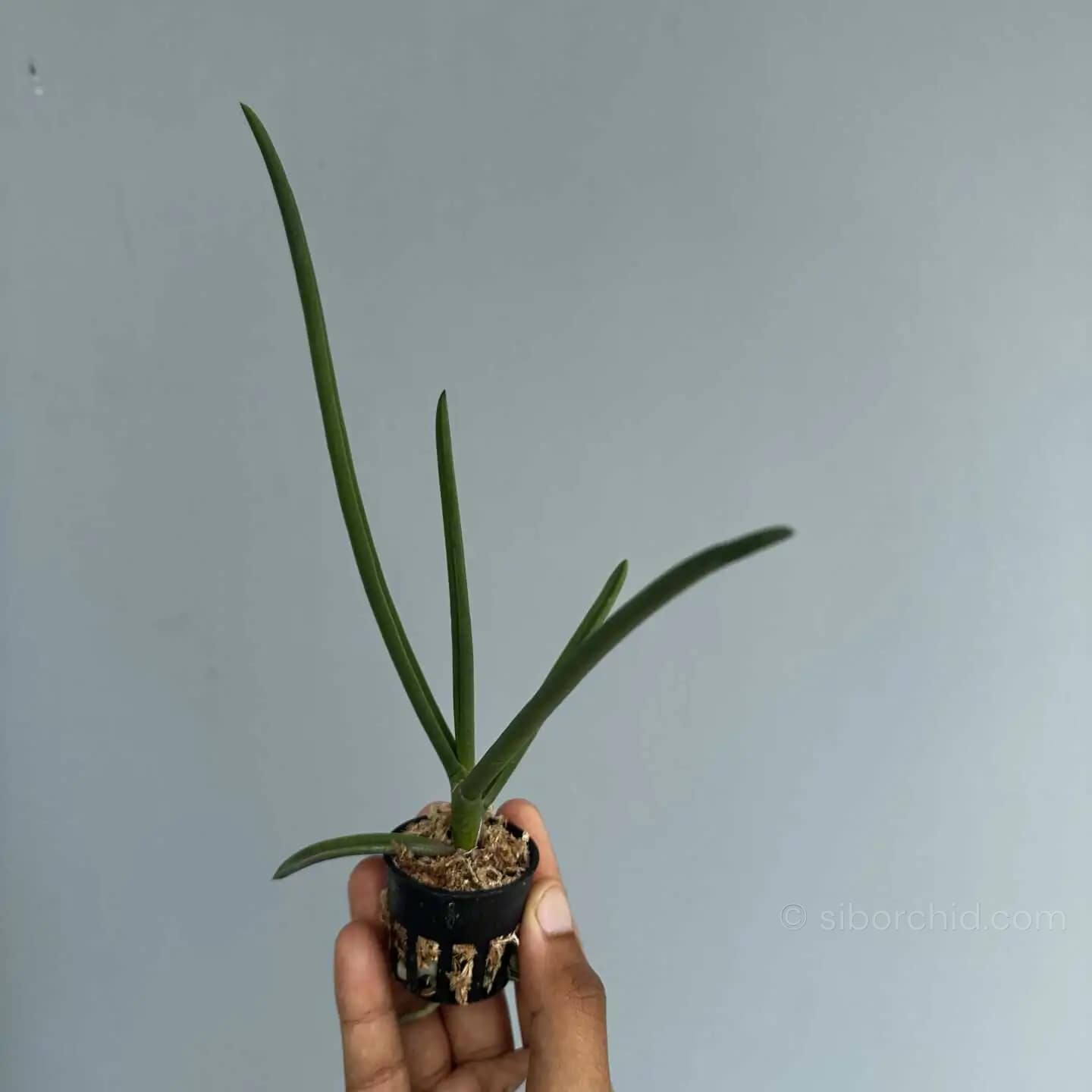 Paraphalaenopsis serpentilingua - Image 2