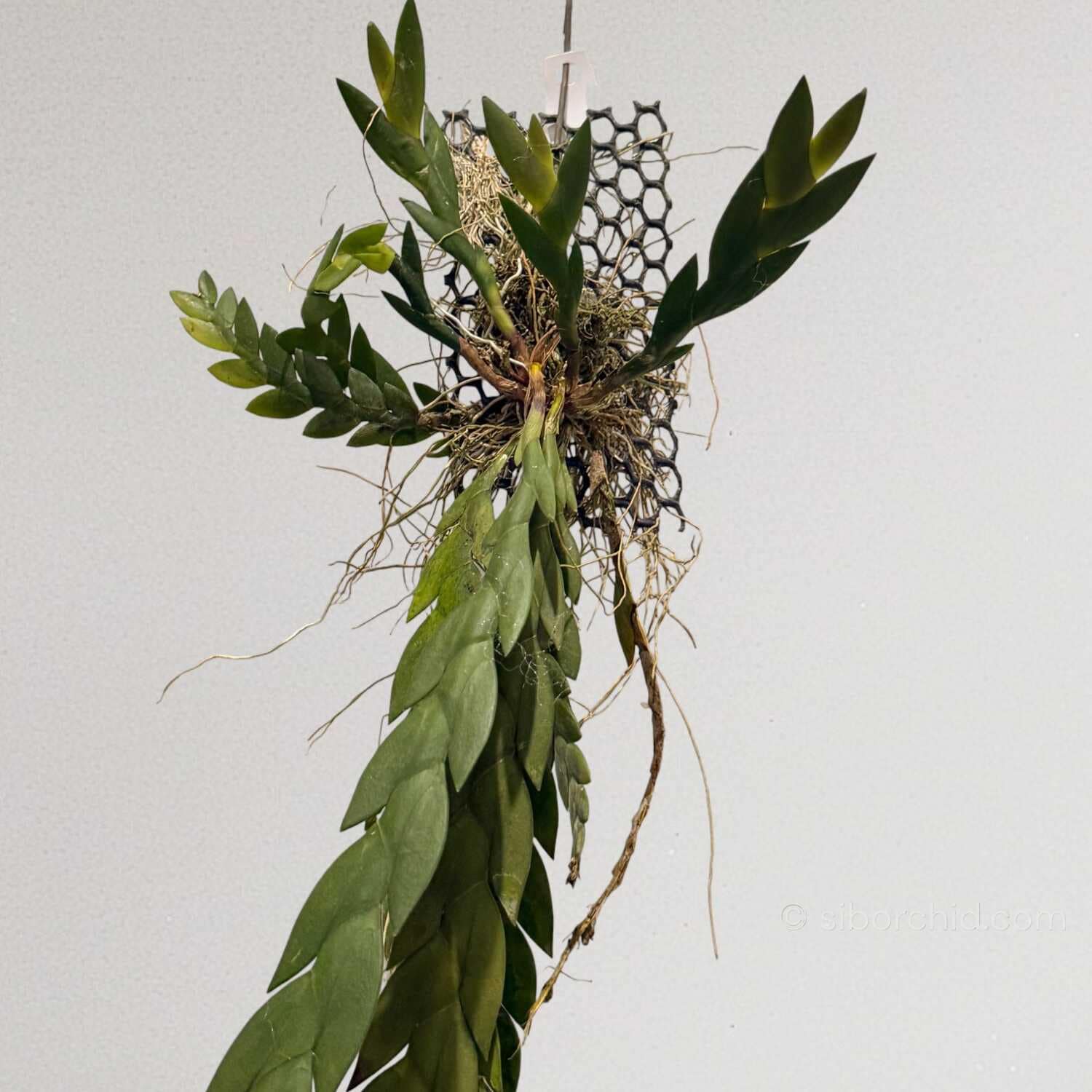 Dendrobium keithii - Dendrobium keithii