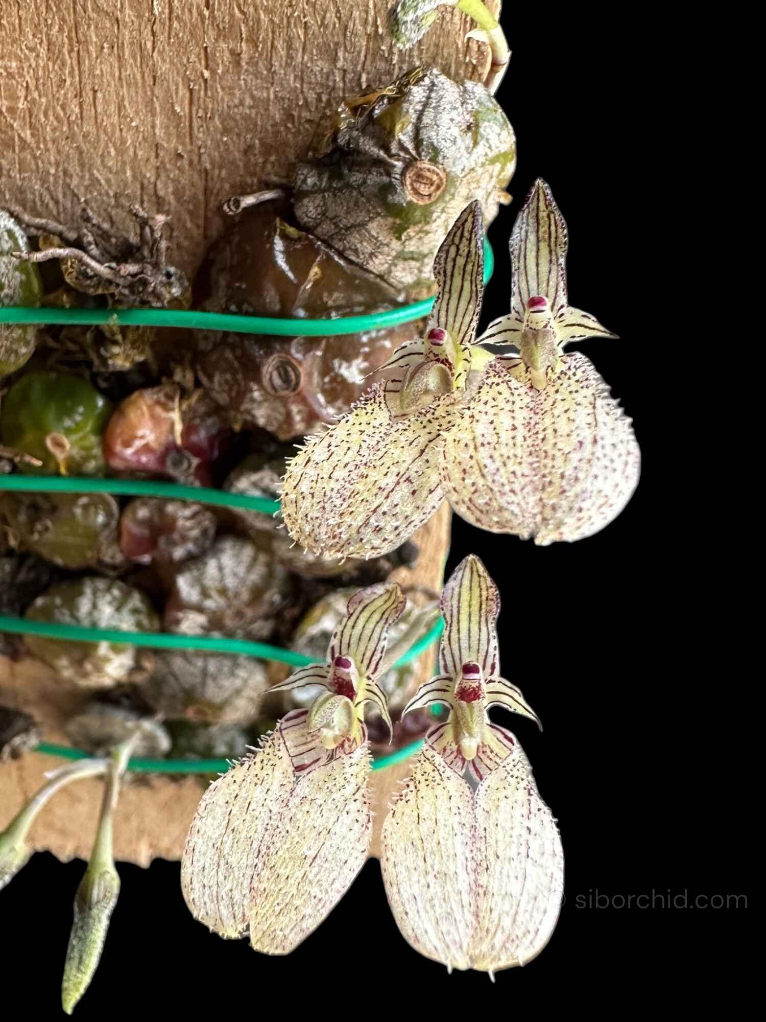 Bulbophyllum polliculosum - bulbophyllum polliculosum for sale