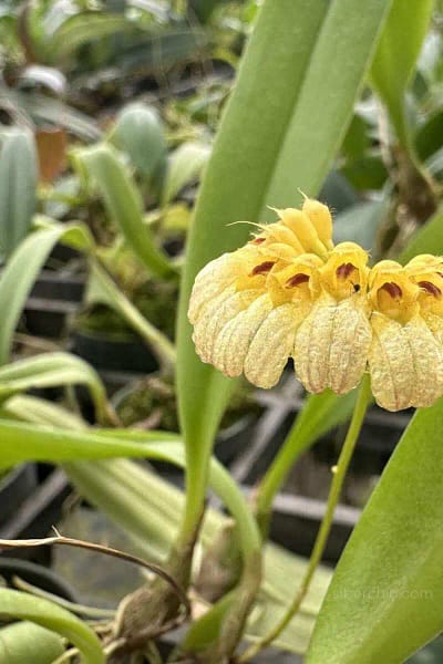 Bulbophyllum auratum Yellow