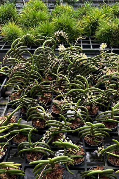 Cleisostoma arietinum