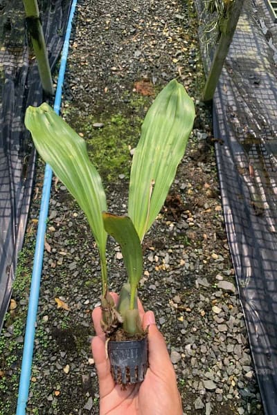 Pholidota imbricata