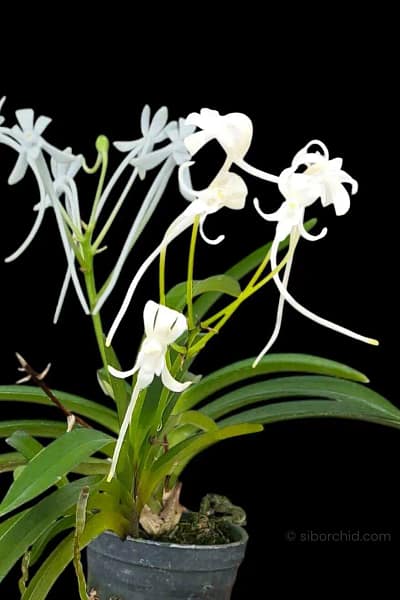 vanda falcata
