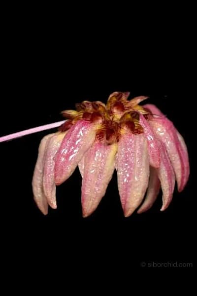 Bulbophyllum auratum Purple