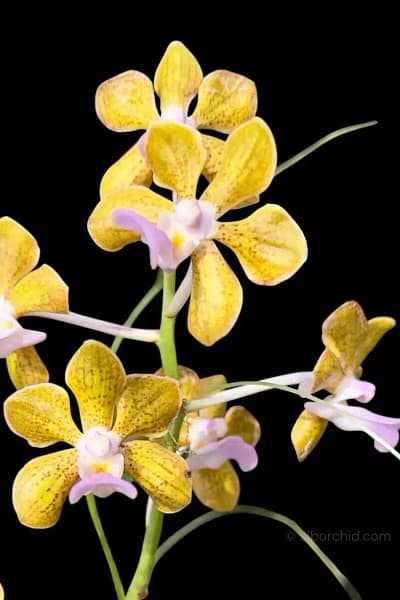 Vanda bensonii