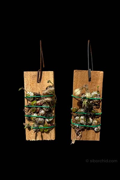 bulbophyllum polliculosum for sale