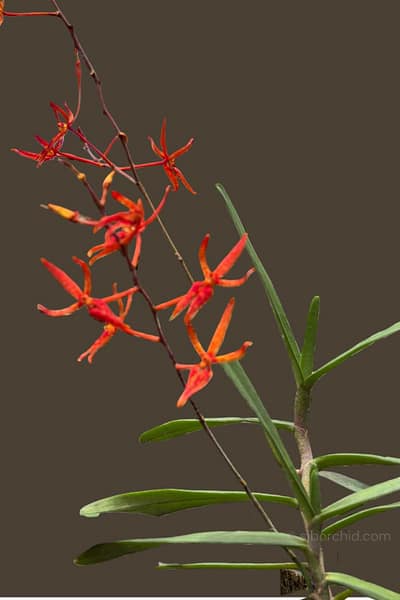 Renanthera matutina (Blooming Size)