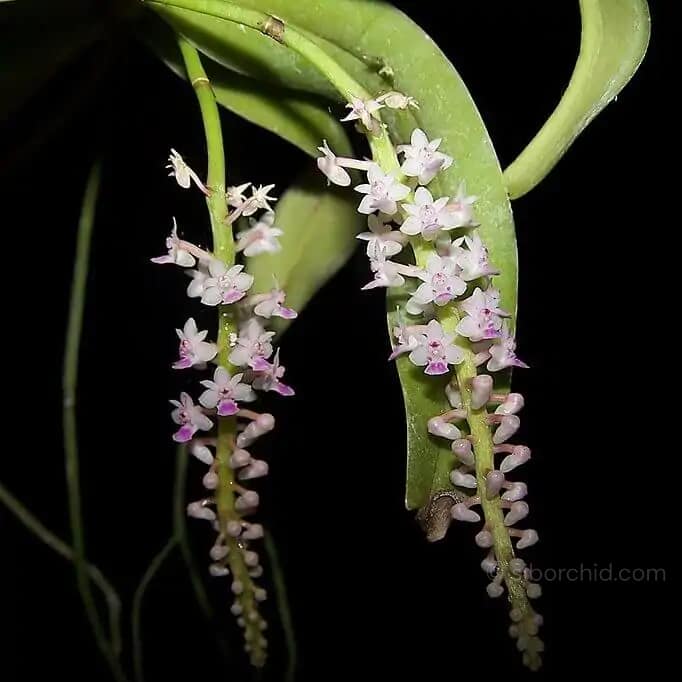 Smitinandia micrantha (1 Cutting, 5–7 Inch) - Smitinandia micrantha