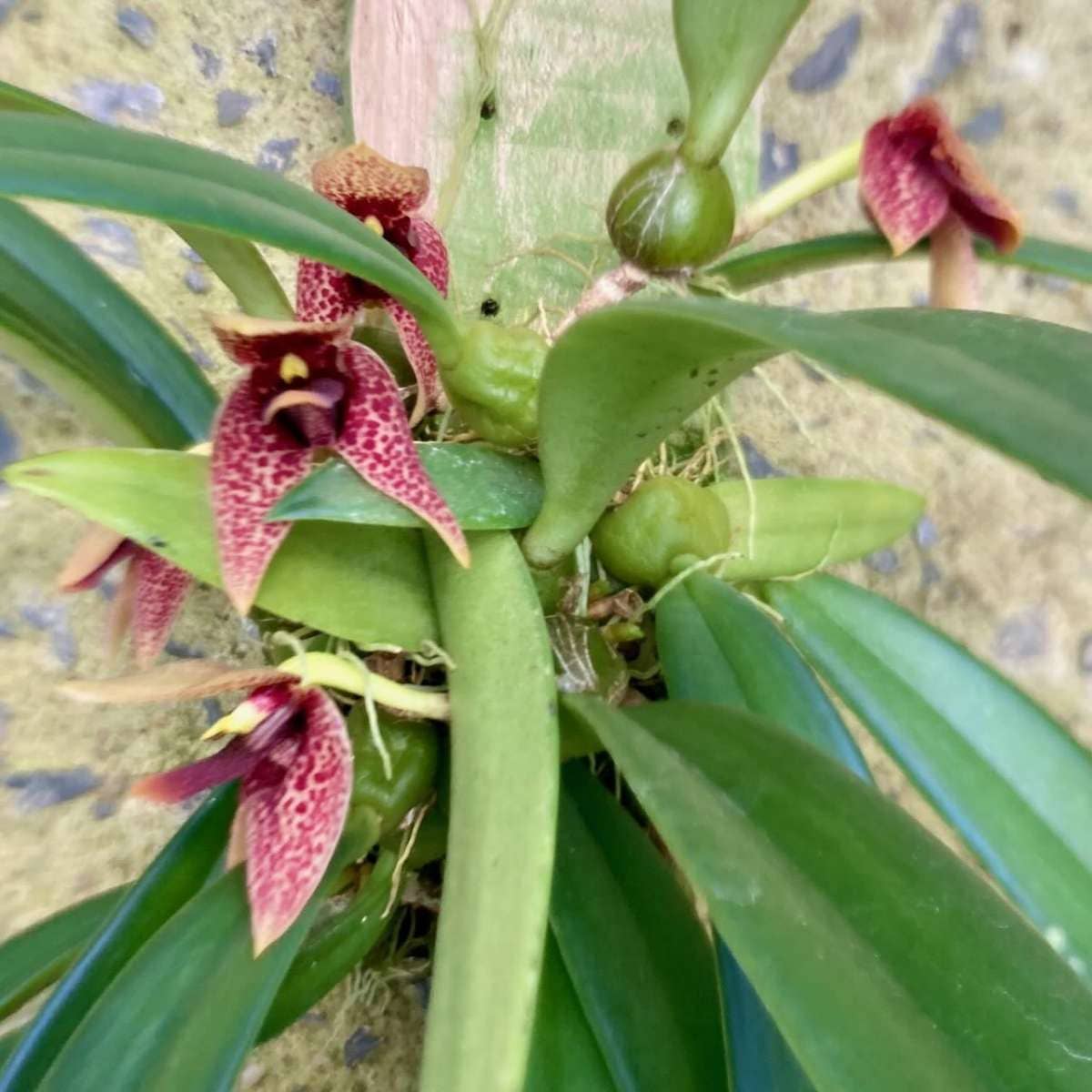Bulbophyllum Disciflorum 1