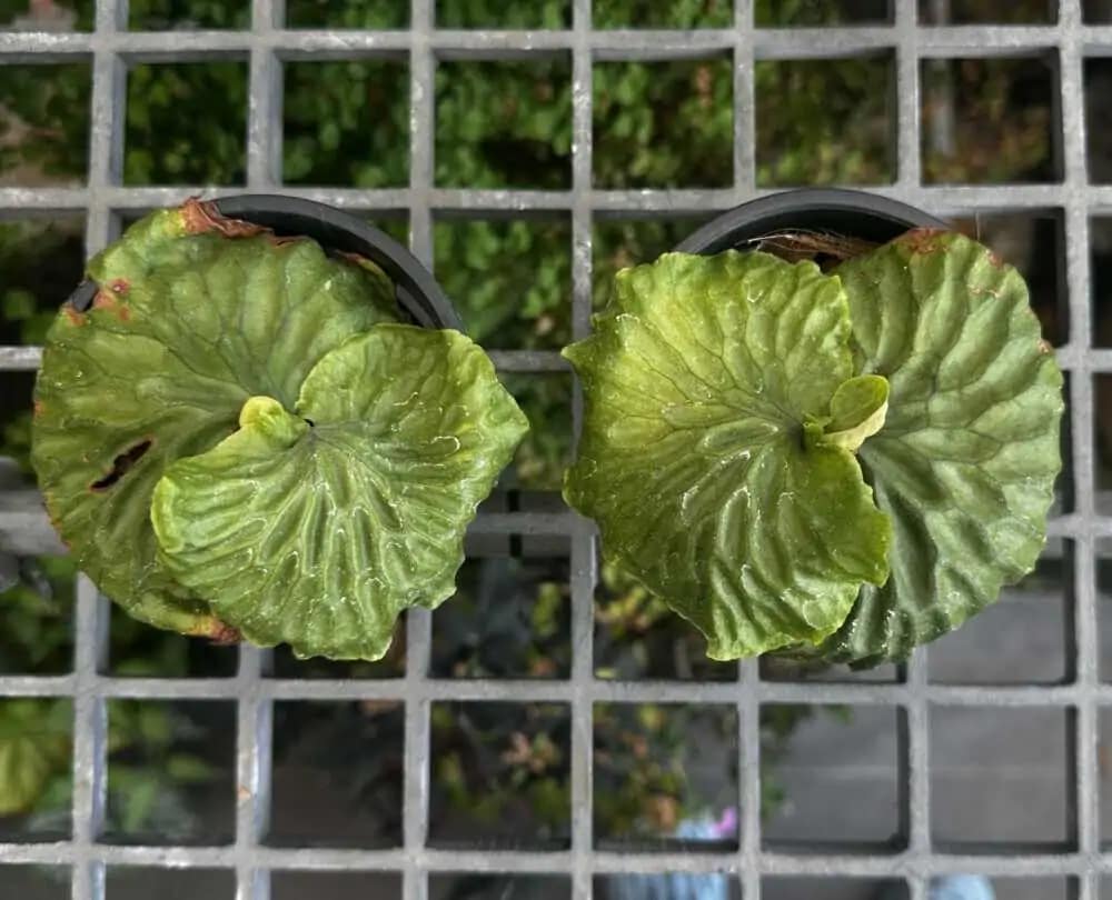Platycerium madagascariense
