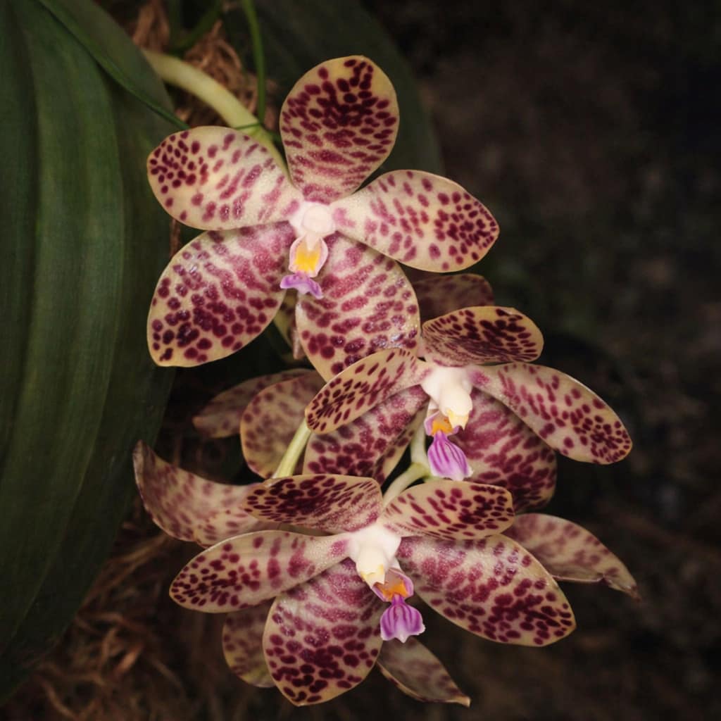 Phalaenopsis gigantea