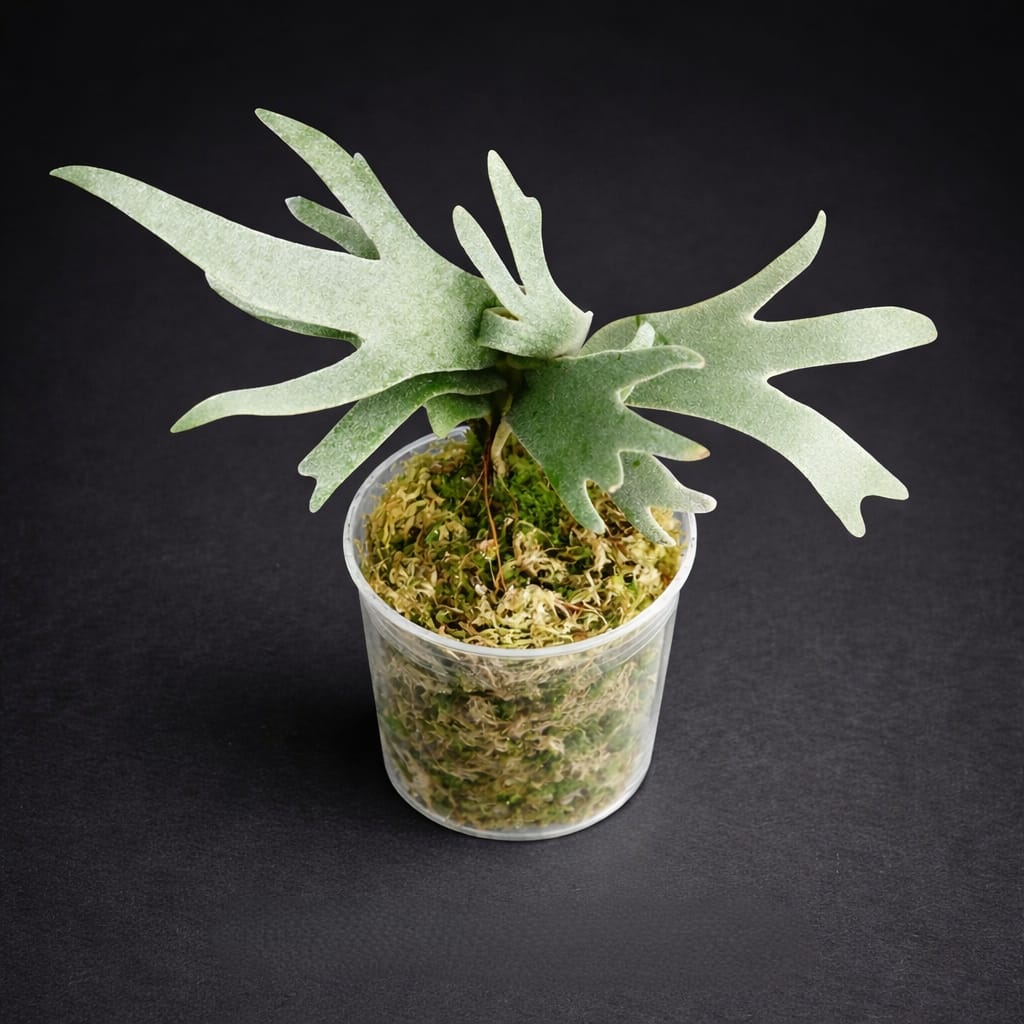 Platycerium Jade Girl