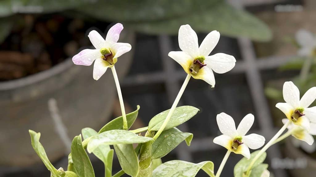 Home orchid from