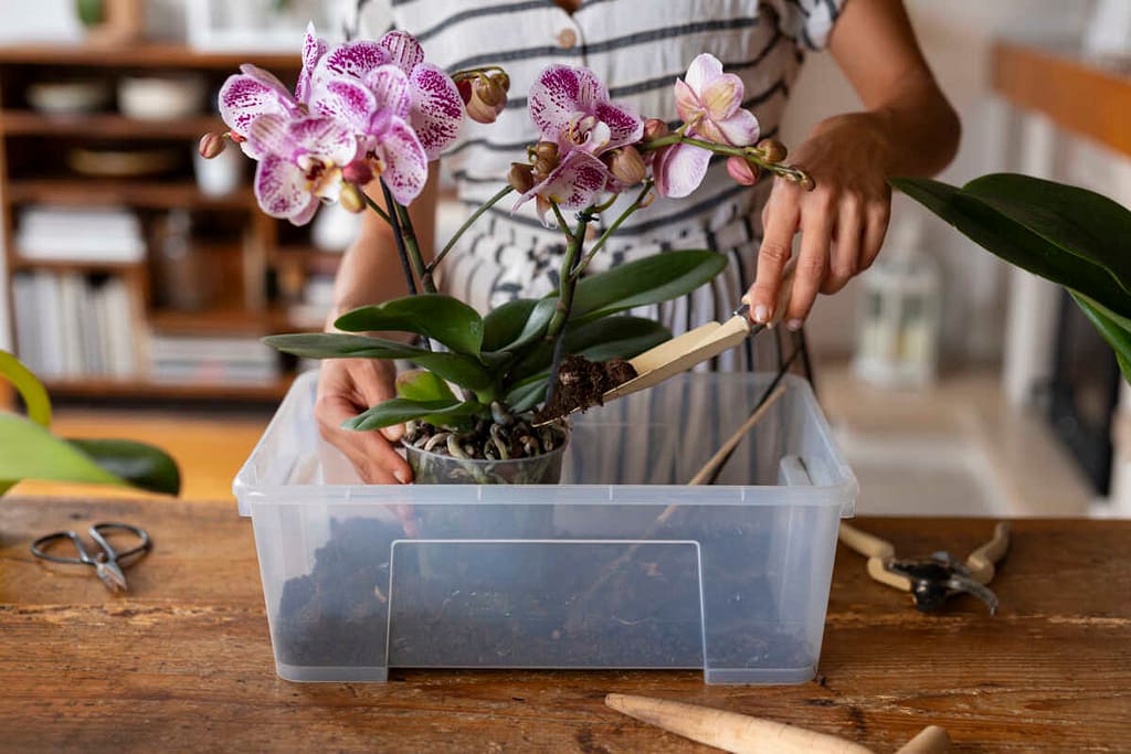 Buy Live Orchids Online: Care Tips After Delivery orchid from Beginner Orchid Care