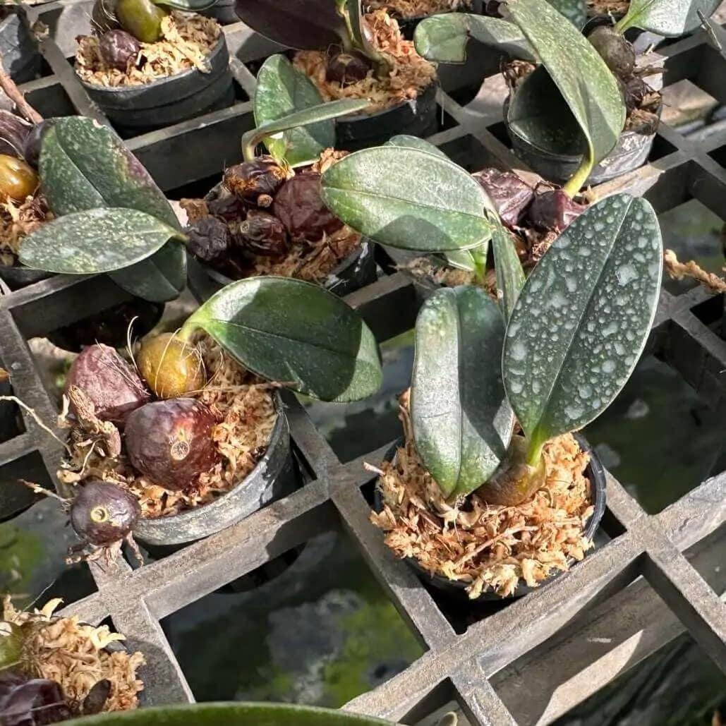 Bulbophyllum dayanum for sale