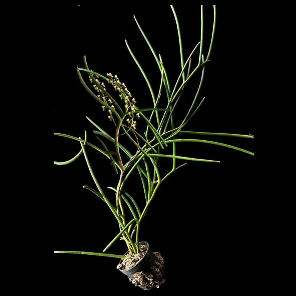 Cleisostoma fuerstenbergianum