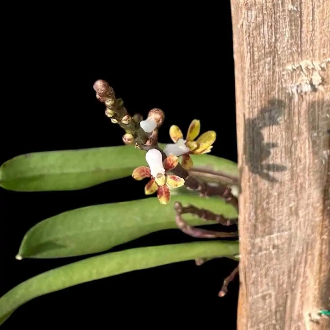 Pomatocalpa angustifolia