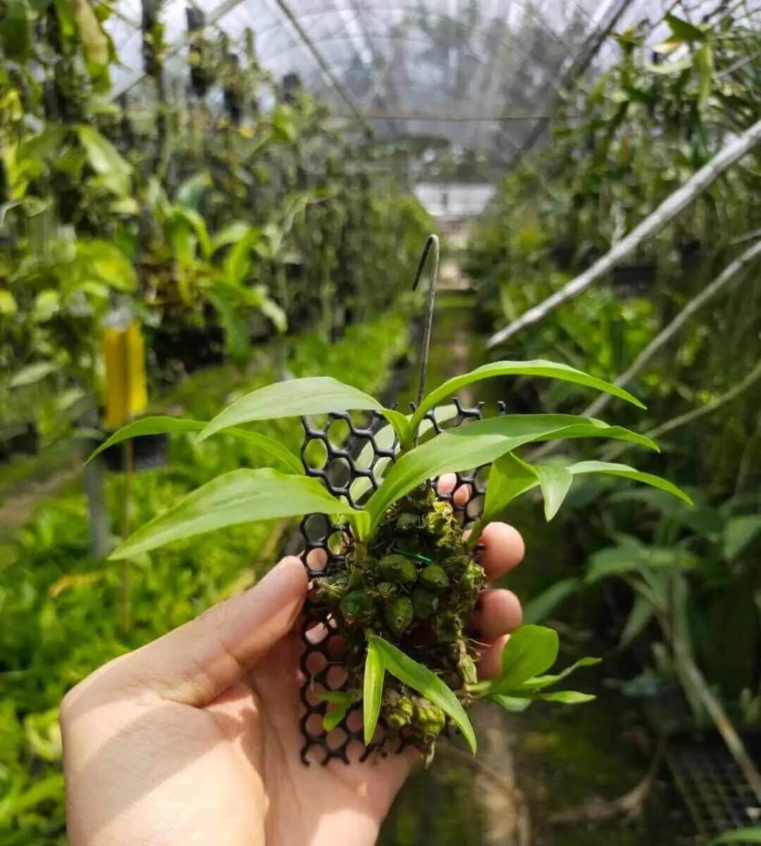 Coelogyne schilleriana (Blooming Size) - coelogyne schilleriana