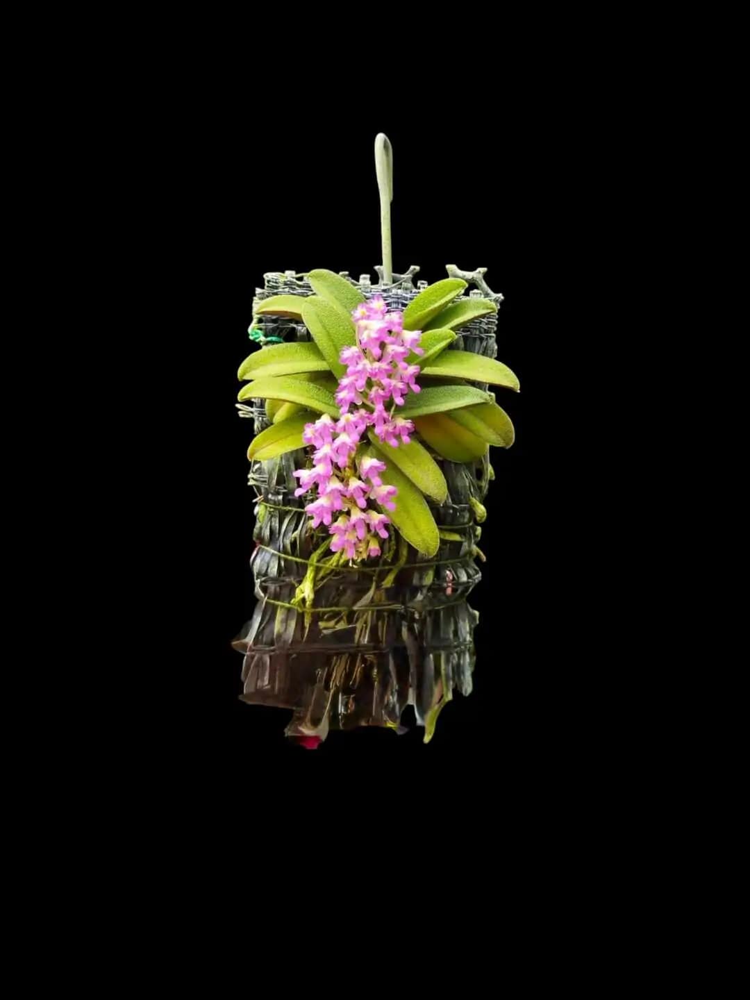 schoenorchis fragrans
