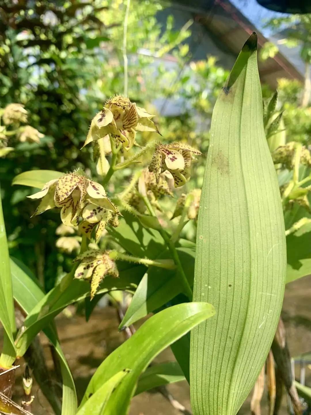 Dendrobium macrophyllum - Dendrobium macrophyllum