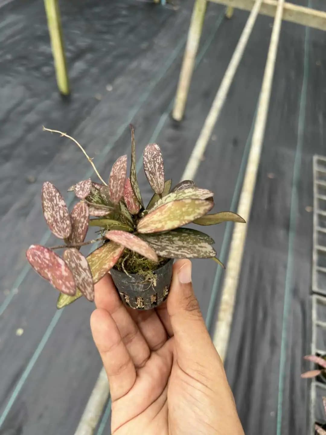 Hoya Sigillatis - Hoya Sigillatis