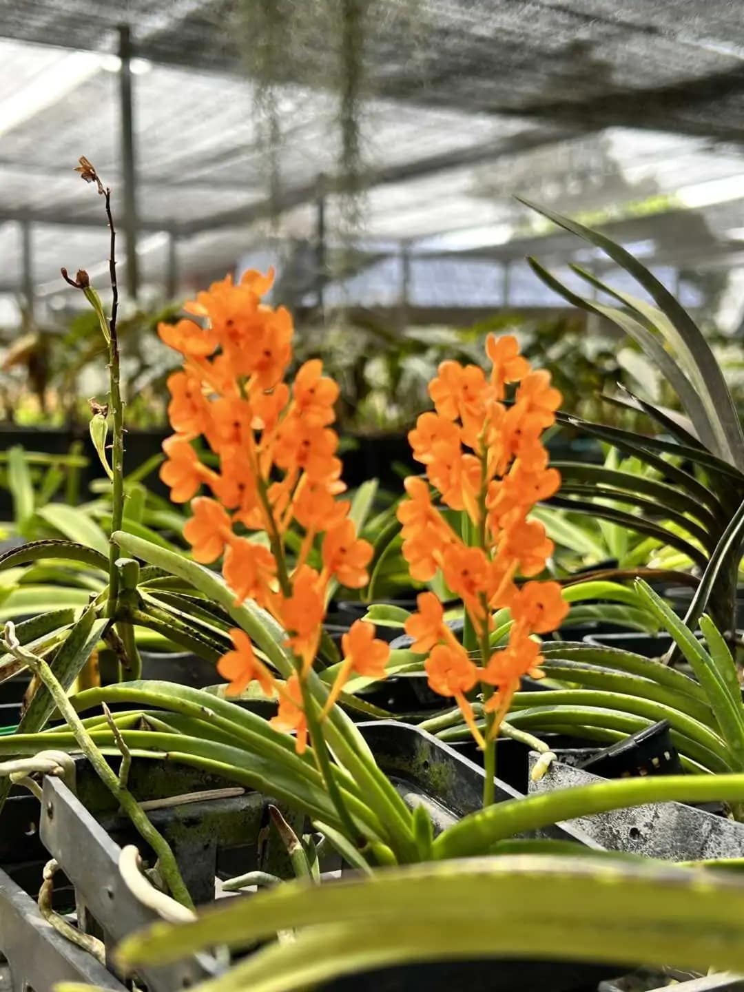 Vanda miniata