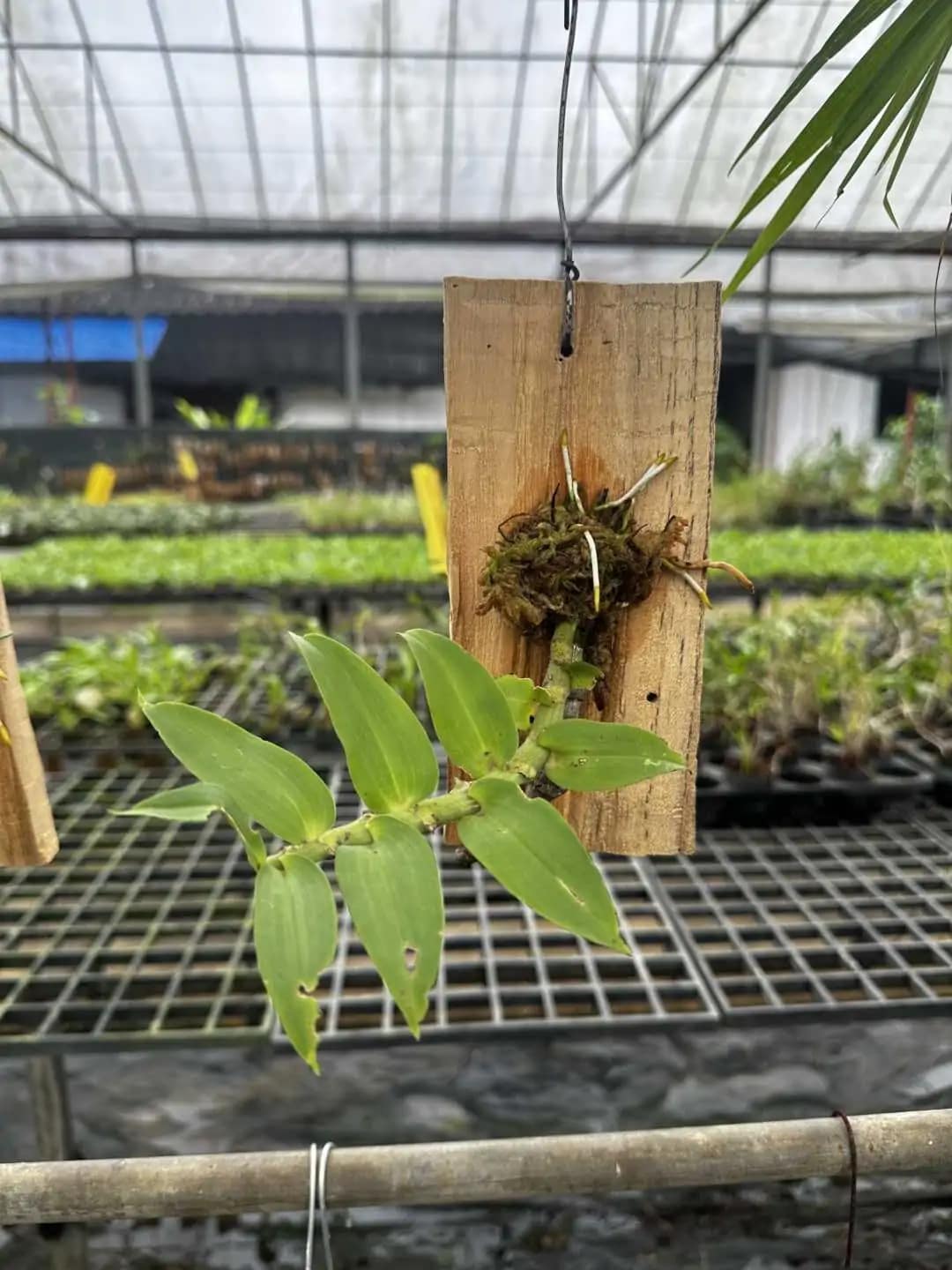 Dendrobium ochreatum - Dendrobium ochreatum