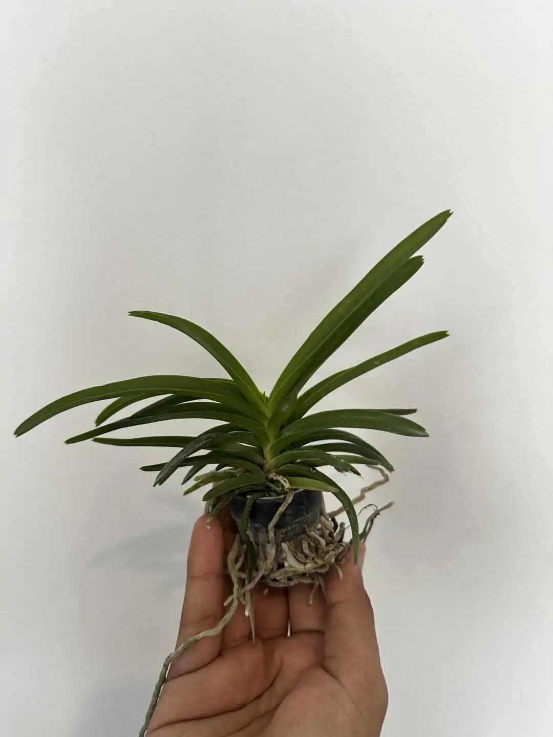Vanda tessellata var semi alba (Seeding Size) - Image 3