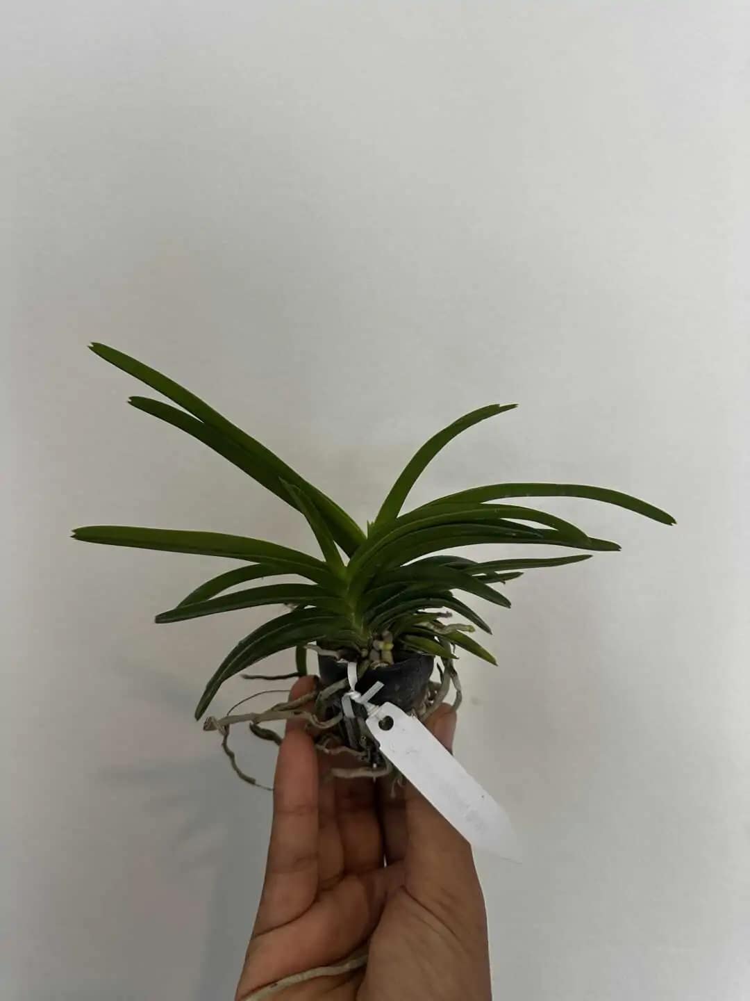 Vanda tessellata var semi alba (Seeding Size) - Image 2
