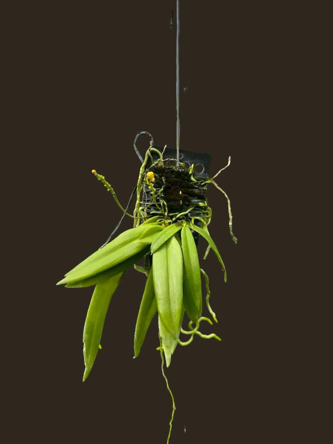 Grosourdya appendiculata - Grosourdya appendiculata